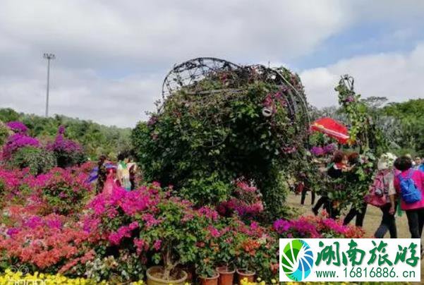 2021深圳莲花山簕杜鹃花展时间-交通