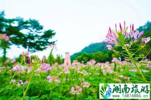 佛山秋天看花海的好地方