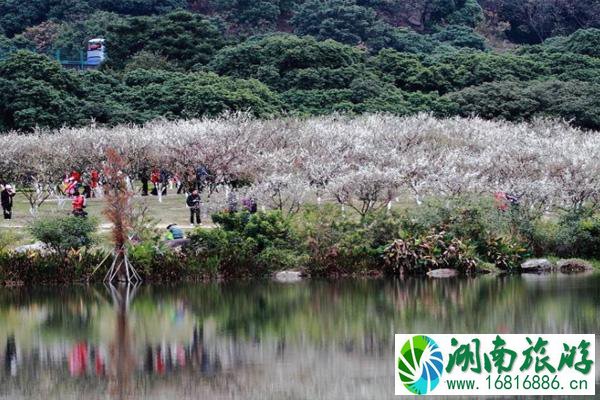 2022广州梅花什么时候开花 广州赏梅花的地方