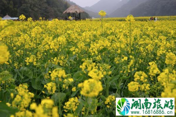 2022广州从化去哪里看油菜花 附观赏地推荐