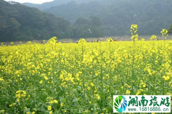 2022广州从化去哪里看油菜花 附观赏地推荐