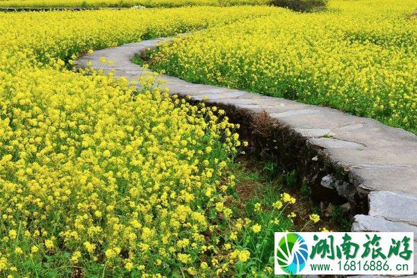 2022广东油菜花旅游景点 广东哪里看油菜花海