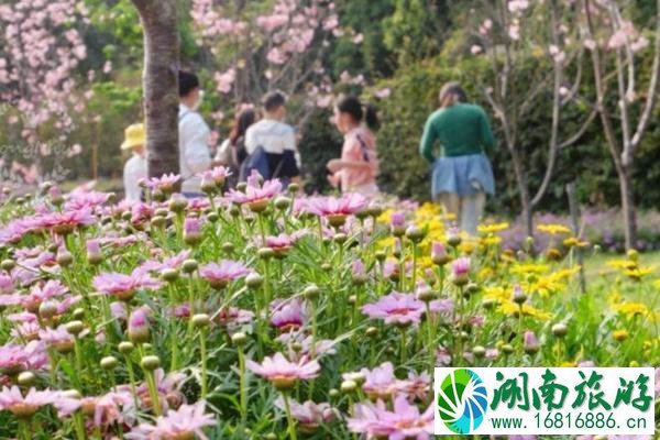 广州3月赏花好去处2022