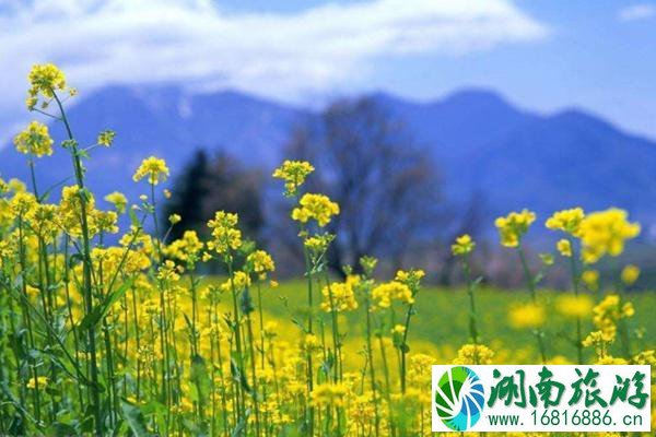 2022东莞桥头油菜花什么时候开花 附游玩攻略