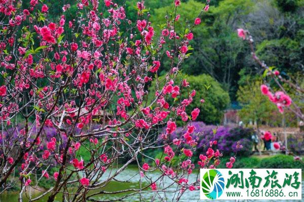 广东哪里桃花最多 最佳观赏地推荐