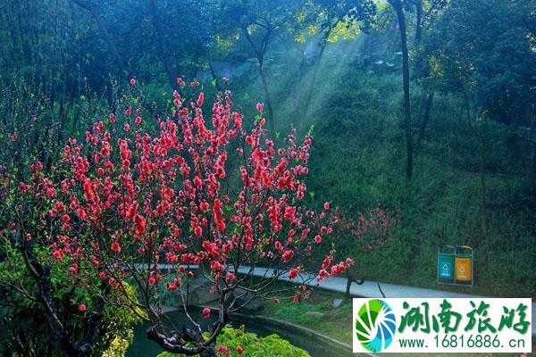 广东哪里桃花最多 最佳观赏地推荐