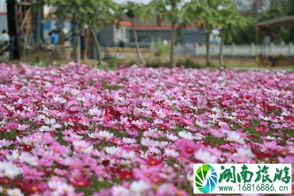 广东中山哪里有花海 春季赏花推荐