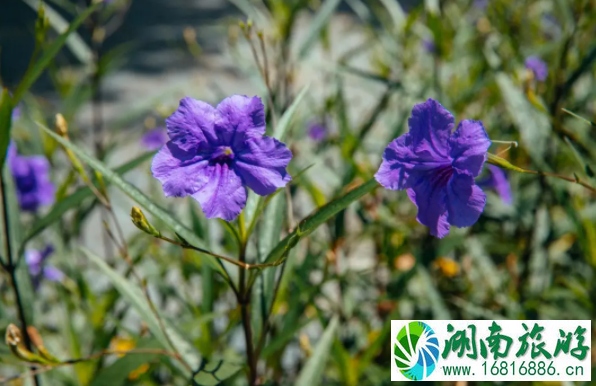 8月深圳赏花的地方