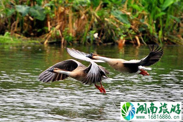 2021广州清明节旅游景点推荐 广州清明节哪里好玩