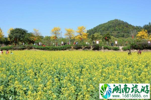 2022广州花都梯面油菜花开了吗 附观赏指南