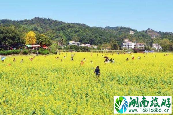 2022广州花都梯面油菜花开了吗 附观赏指南