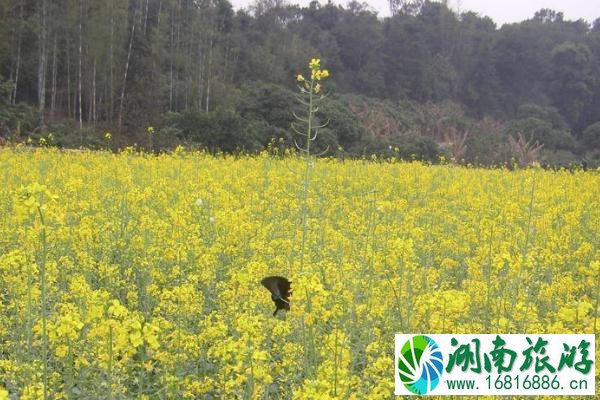 2022广州花都梯面油菜花开了吗 附观赏指南