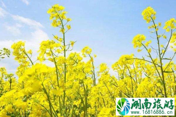 2022广东油菜花几月份开花 广东看油菜花的地方