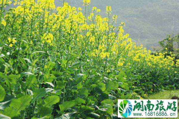 2022广东油菜花几月份开花 广东看油菜花的地方