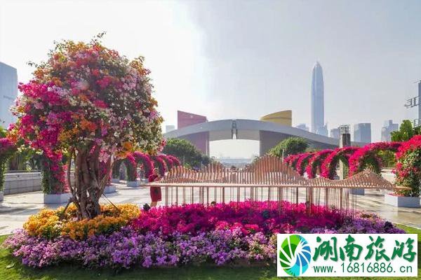 2021深圳簕杜鹃花展举办时间及地点