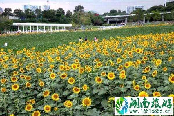 深圳楼村湿地公园向日葵花期是什么时候