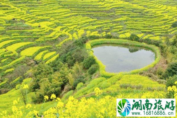 2021春节深圳哪里有油菜花看 深圳油菜花观赏地推荐