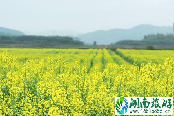 2022广州哪里有油菜花可以看 广州油菜花观赏地推荐