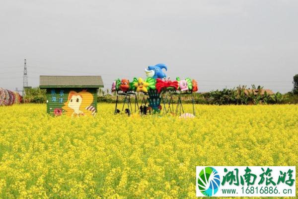 2022广州哪里有油菜花可以看 广州油菜花观赏地推荐