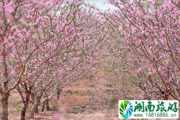 2022年2月广州哪里可赏花 广州赏花好去处