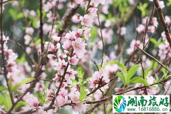 佛山哪里有桃花看 赏桃花最好的地方