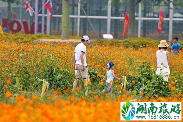 佛山南海看花海的好地方推荐