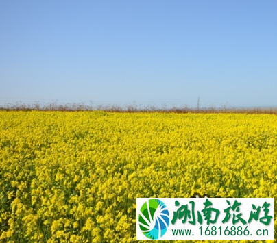 东莞桥头油菜花要门票吗 2022东莞桥头油菜花节攻略