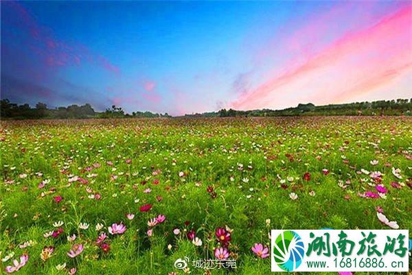 东莞赏花的景点有哪些 2022东莞春天赏花攻略花期+地点