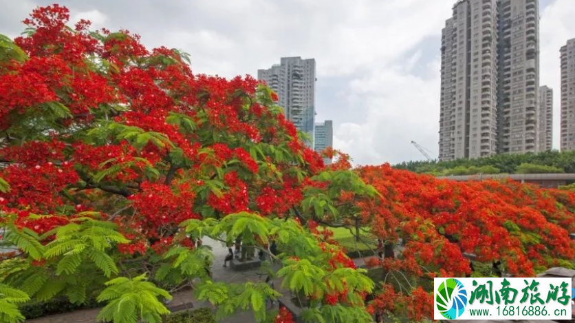 深圳赏花时间表2022年 2022深圳赏花攻略花期+地点