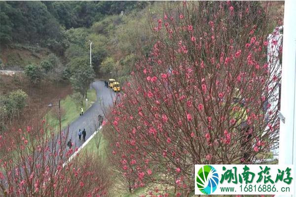 2020广州从化锦洞桃花节1月18日开启 持续时间-活动内容