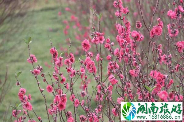 2020广州从化锦洞桃花节1月18日开启 持续时间-活动内容