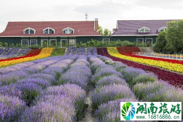 2021广州五一薰衣草花海节时间-地点-门票价格