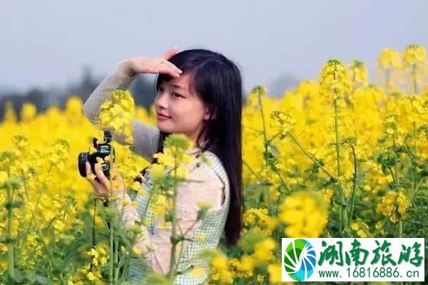 东莞麻涌镇油菜花什么时候开