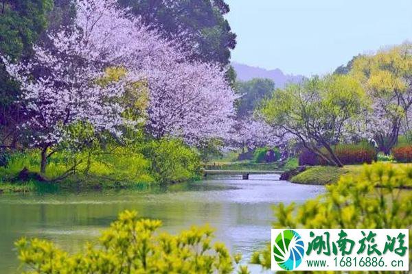 深圳樱花谷风景区在哪里 深圳樱花谷什么时候去最好