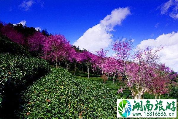 深圳樱花谷风景区在哪里 深圳樱花谷什么时候去最好