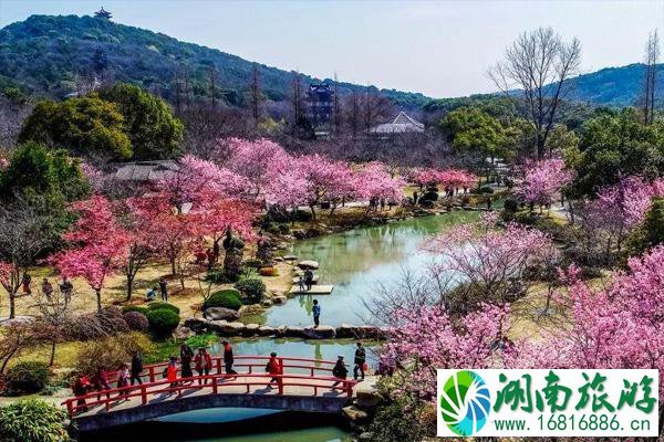 深圳樱花谷风景区在哪里 深圳樱花谷什么时候去最好