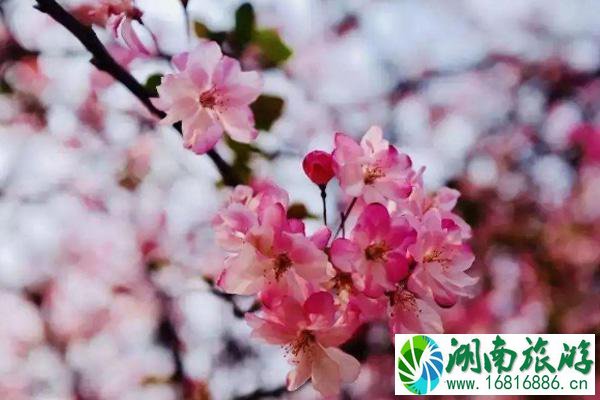 惠州油菜花去哪里看 惠州赏花景点2022