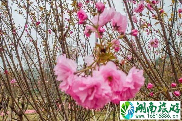 深圳鹏城美丽乡村生态园门票 有哪些花观赏