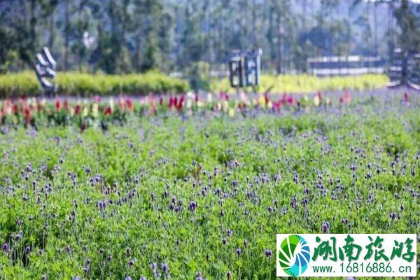 深圳鹏城美丽乡村生态园门票 有哪些花观赏