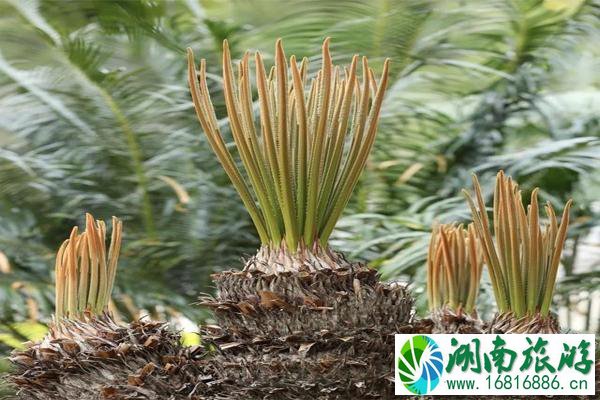 深圳仙湖植物园疫情开放时间