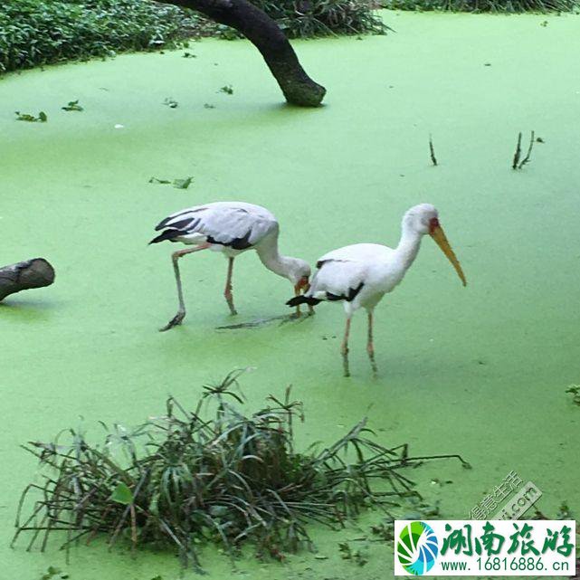 广州三日游攻略自由行