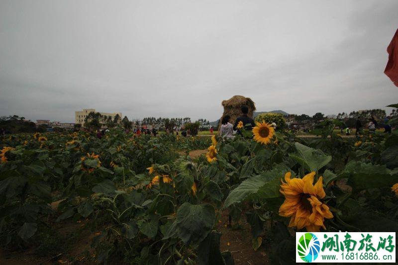 2022年春节期间深圳大鹏区有哪些好玩的地方推荐