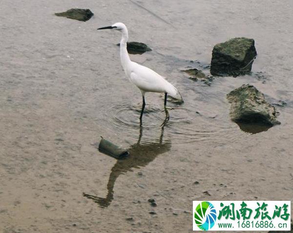 深圳湾一日游 深圳湾观鸟游记