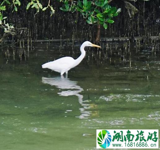 深圳湾一日游 深圳湾观鸟游记