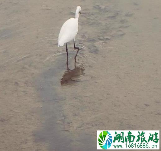 深圳湾一日游 深圳湾观鸟游记