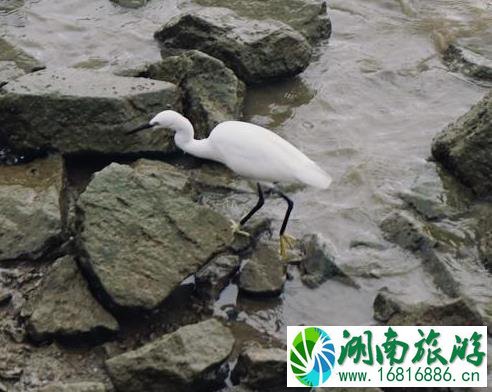 深圳湾一日游 深圳湾观鸟游记