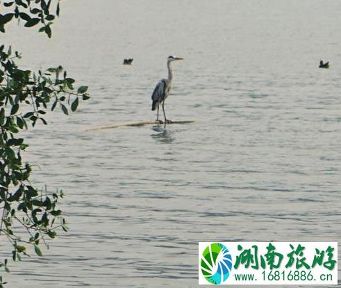 深圳湾一日游 深圳湾观鸟游记