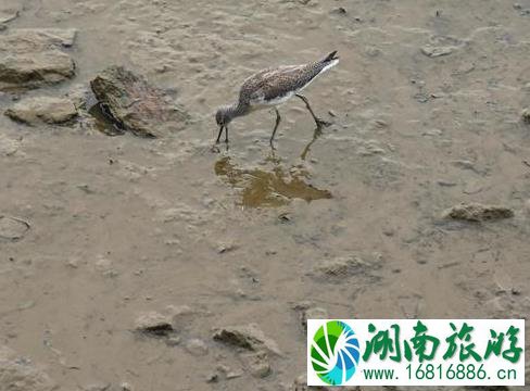 深圳湾一日游 深圳湾观鸟游记