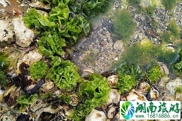 惠州适合赶海的海边小渔村有哪些