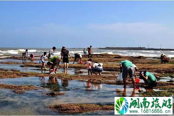 湛江硇洲岛赶海时间表 湛江硇洲岛赶海攻略